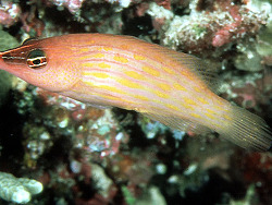 Pseudocheilinus octotaenia thumbnail