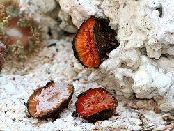 Rhizotrochus typus - Rhizotrochus typus