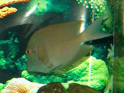 Ctenochaetus cyanocheilus thumbnail