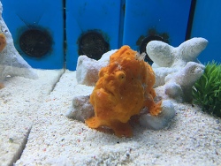 Antennarius multiocellatus