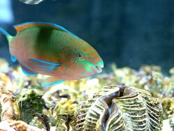 Scarus quoyi - Papageifisch