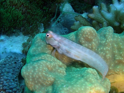 Smallspotted Combtooth Blenny, Ecsenius stictus, on the Great Barrier Reef, Queensland. Source: Geir Friestad / Flickr. License: CC by Attribution-NonCommercial-NoDerivatives