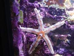 Nardoa frisst Gänsefussseestern