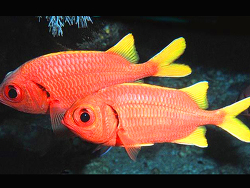 Yellowfin Soldierfish, Myripristis chryseres. Source: Dennis King / FishWise Professional. License: CC BY Attribution-Noncommercial-ShareAlike