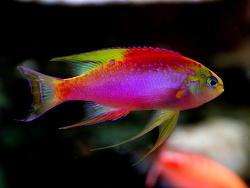 Pseudanthias ventralis - Fahnenbarsch