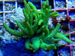 Sclerophytum sp. 05 thumbnail