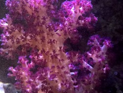 Dendronephthya klunzingeri - Klunzingers Weichkoralle