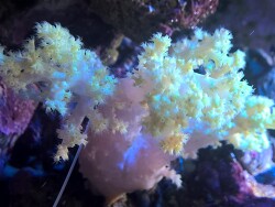 Dendronephthya klunzingeri - Klunzingers Weichkoralle