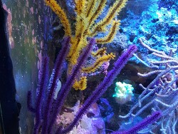 Manella Geld & Violet