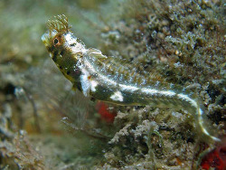 Copyright Judy Townsend,  Foto: Shorefishes of the Greater Caribbean online information system