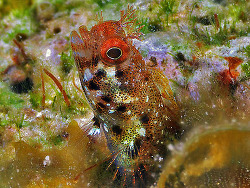 Copyright Jim Garin,  Foto: Shorefishes of the Greater Caribbean online information system