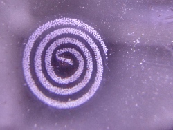 Gelege Berghia stephanieae