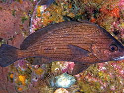 Copyright Jim Garin,  adultes Tier, Foto: Shorefishes of the Greater Caribbean online information system