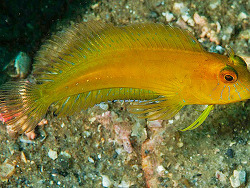 Copyright Jim Garin,  Foto: Shorefishes of the Greater Caribbean online information system