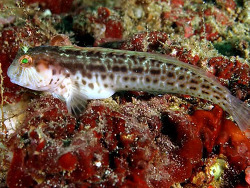 Copyright Jim Garin,  Foto: Shorefishes of the Greater Caribbean online information system