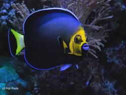 Chaetodontoplus conspicillatus - Kragen-Samtkaiserfisch