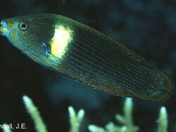 Labrichthys unilineatus