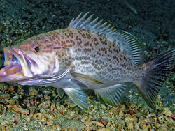 Copyright Jim Garin, Foto:  Shorefishes of the Greater Caribbean online information system