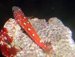 Trimma caesiura - Grundel