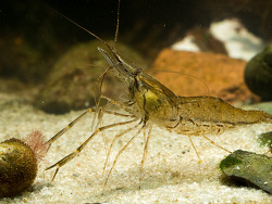Palaemon macrodactylus thumbnail