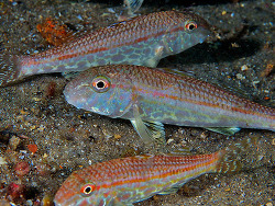 Copyright Jim Garin, Foto:  Shorefishes of the Greater Caribbean online information system