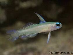 Tryssogobius colini thumbnail