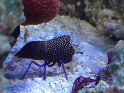 Gnathophyllum elegans (c) by  Daniel Heerz