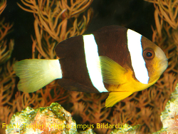 Amphiprion clarkii thumbnail