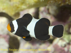 Amphiprion ocellaris black - Falscher Clown - Anemonenfisch
