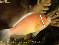 Amphiprion perideraion - Halsband-Anemonenfisch