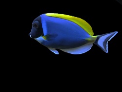 Acanthurus leucosternon 