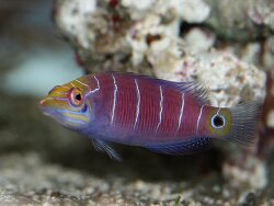 Pseudocheilinus ocellatus - Geringelter Zwerglippfisch