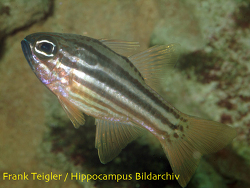 Apogon compressus - Doppelstreifen-Kardinalbarsch