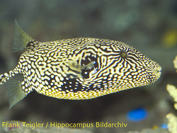 Arothron mappa - Kugelfisch