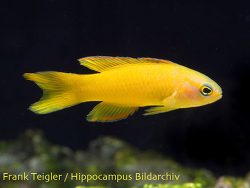 Assessor flavissimus - Gelber Mirakelbarsch