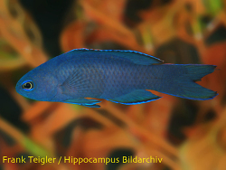 Assessor macneilli - Blauer Mirakelbarsch