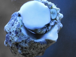 Lunella coronata, Copyright Muelly