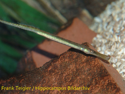 Syngnathus typhle thumbnail