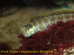 Blenniella chrysospilos thumbnail