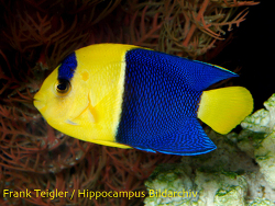 Centropyge bicolor - Blaugelber Zwergkaiserfisch