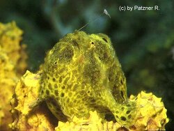 Antennarius multiocellatus - Augenfleck-Anglerfisch