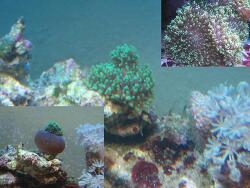 Rhodactis sp. 07 thumbnail