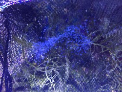 Mein Pärchen Gymnothorax Melantremus