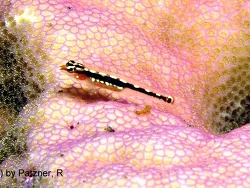 Eviota sebreei - Gelbflecken-Zwerggrundel