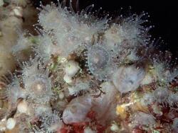 Corynactis viridis - Korallenanemone