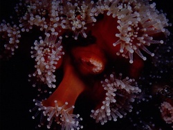 Corynactis viridis - Korallenanemone