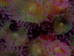 Corynactis viridis - Korallenanemone