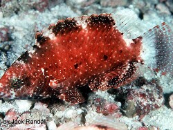 Cheilinus chlorourus - Lippfisch