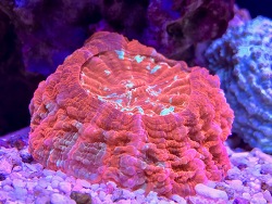Acantophyllia deshaesiana Selected 3 Color M