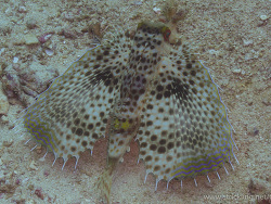 Helm-Knurrhahn (Dactylopterus orientalis)